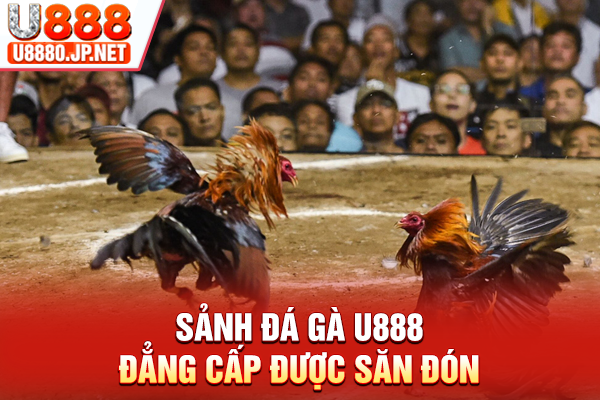 Sảnh Đá gà U888 đẳng cấp được săn đón